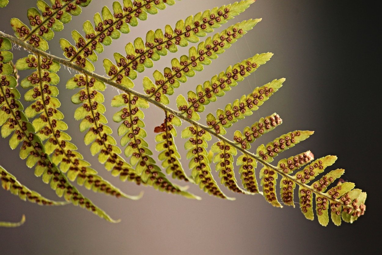 Папоротник (Polypodiophyta)