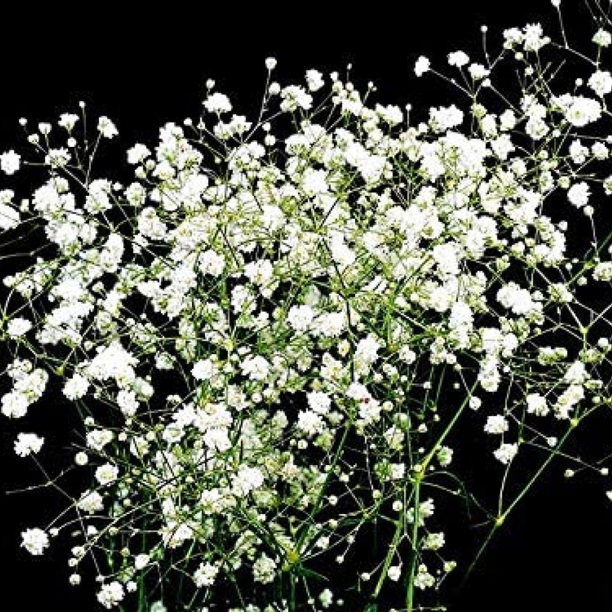 Зонтичные кашка Полевая