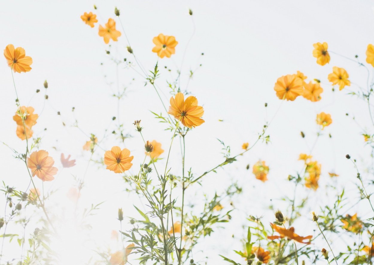 Дикая Астра Ромашковая белая