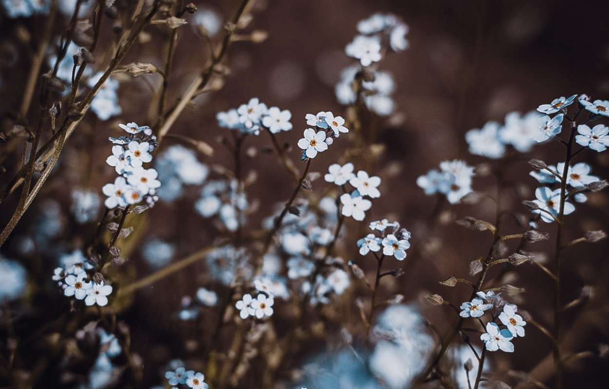 Цветы Минимализм