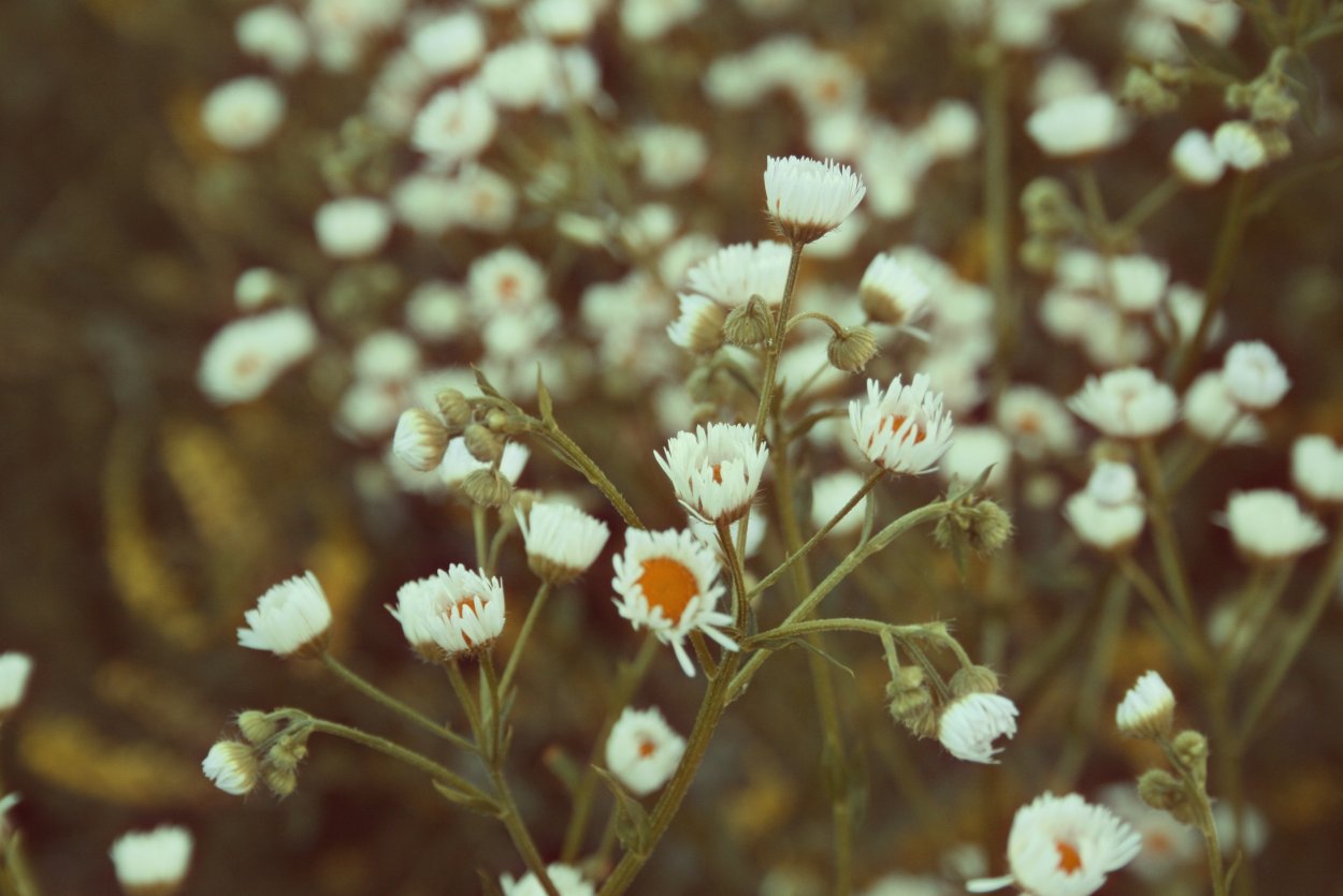 Тысячелистник агератумный