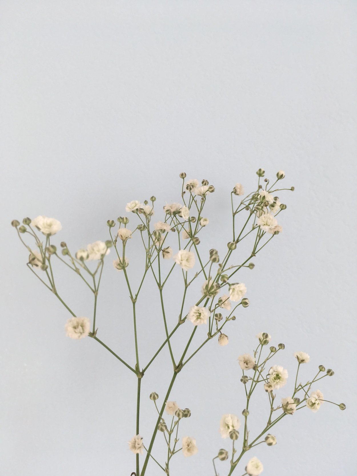 Ranunculus aconitifolius