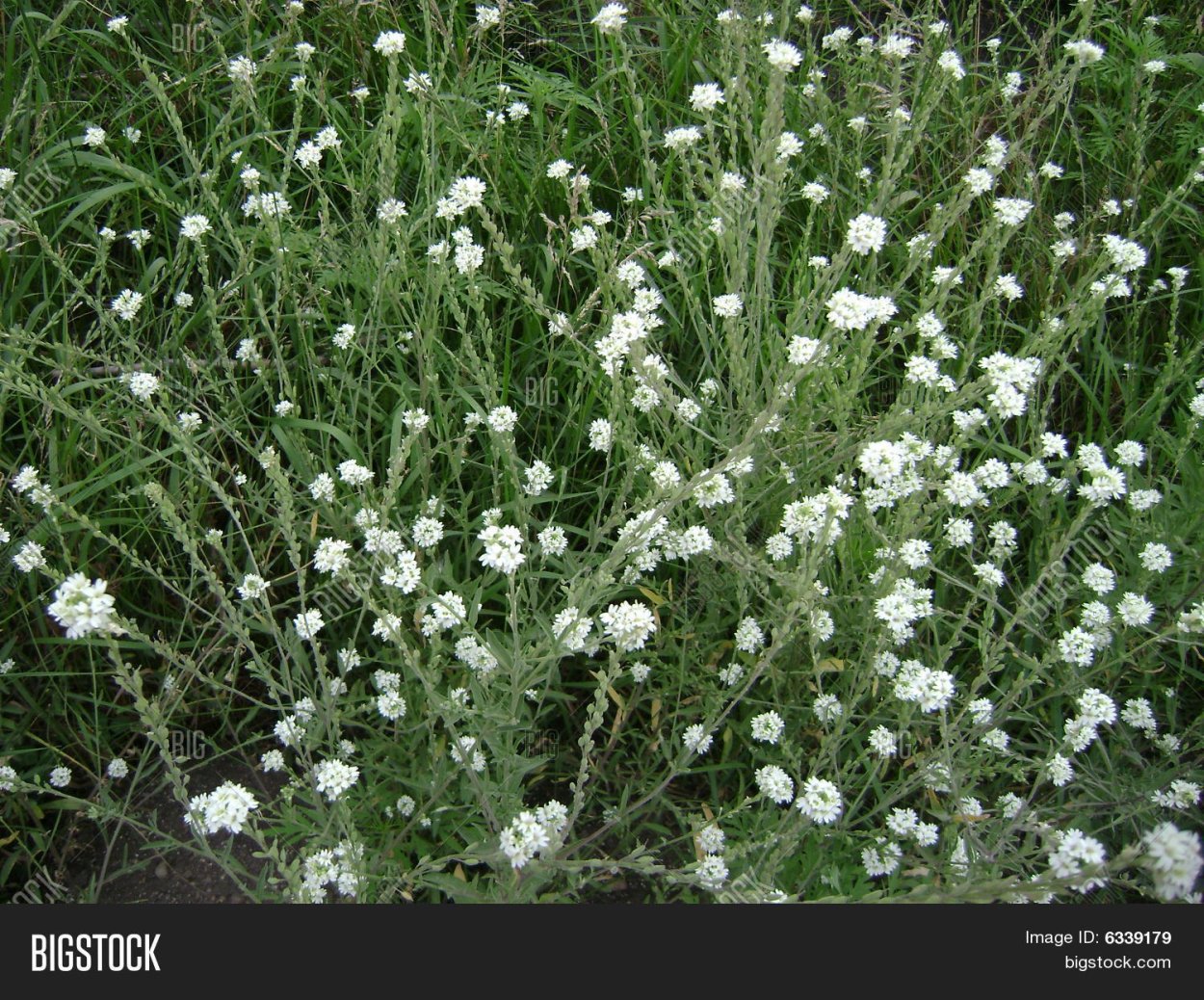 Мелкие цветочки