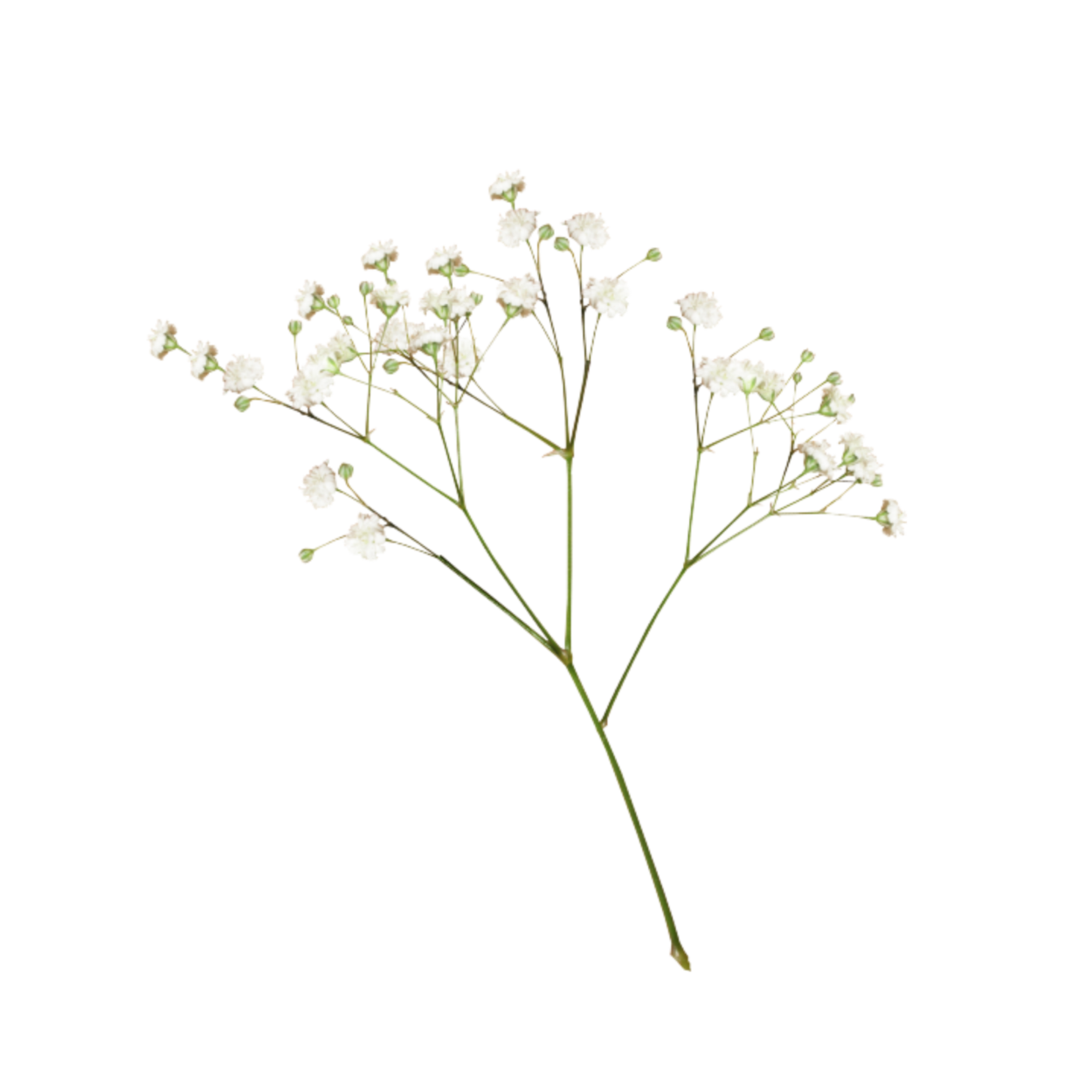 Лепестки гипсофила