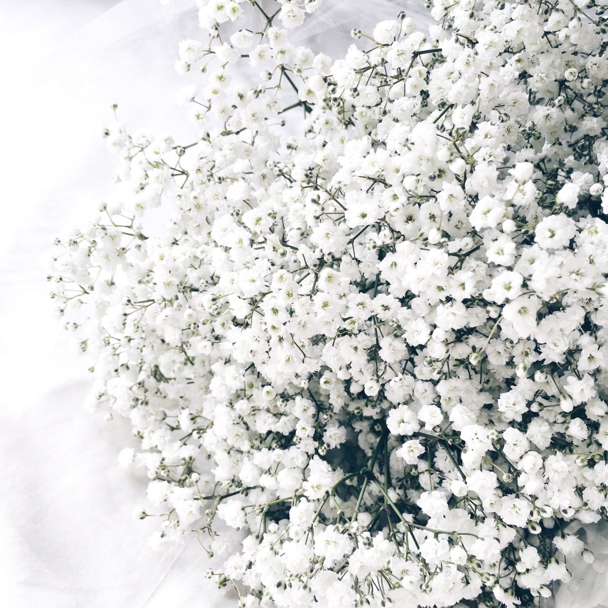 Белые цветы гипсофила