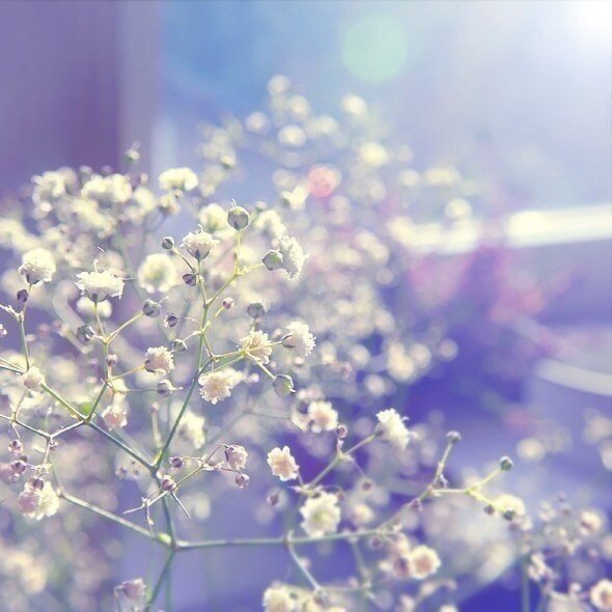 Лаванда фон