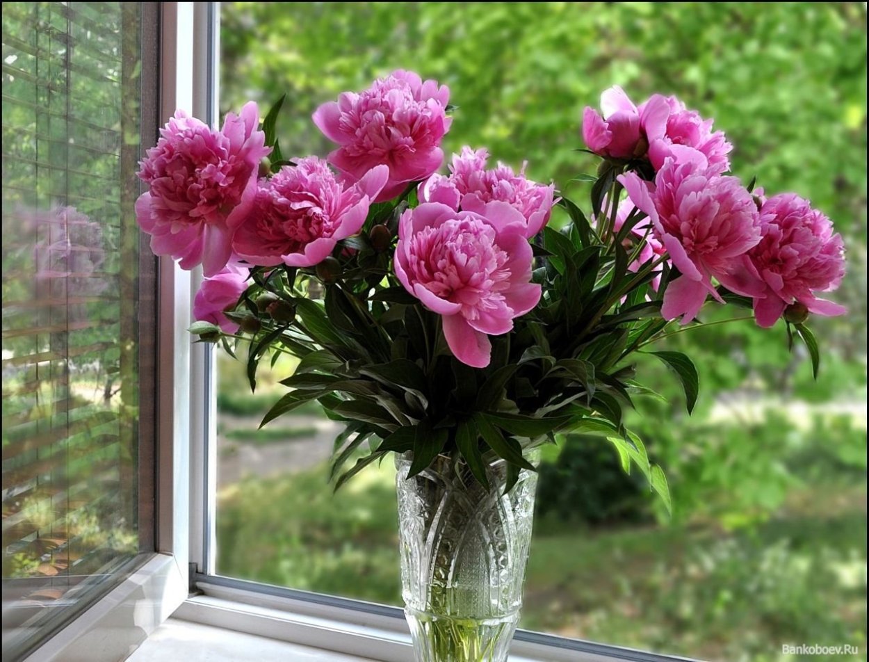 Пионы в вазе на окне