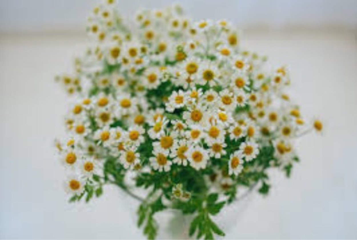 Ромашка аптечная букет