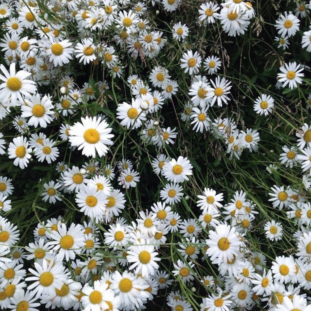 Эстетикс ромашки