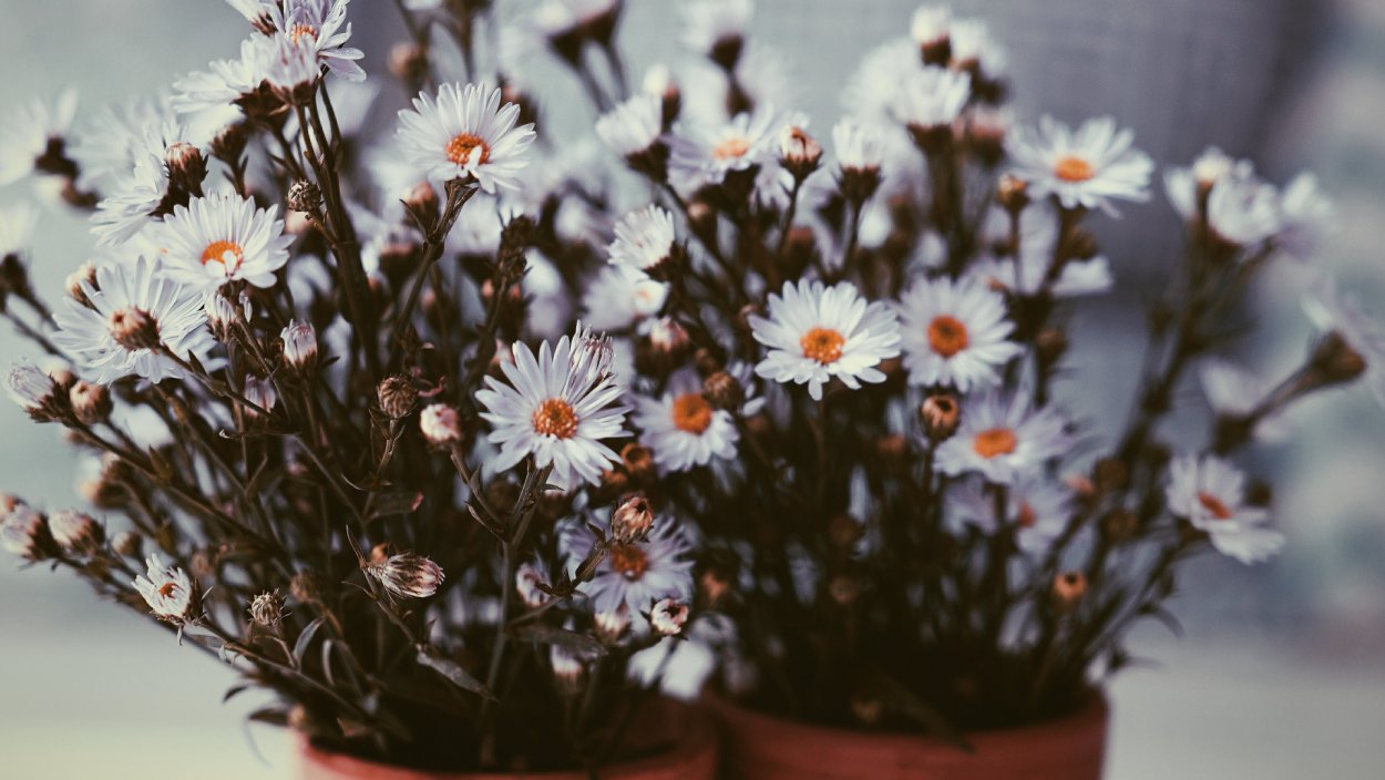 Букет полевых цветов в вазе