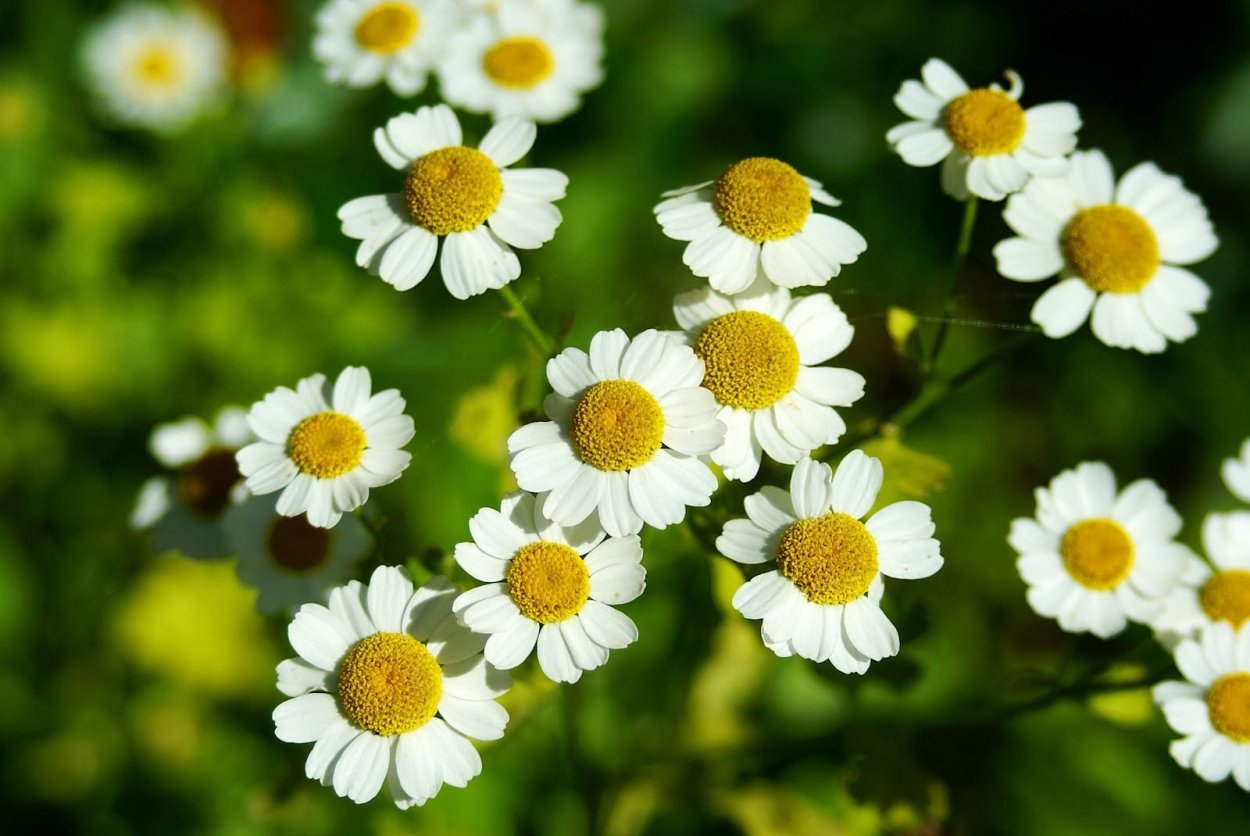 Красивый букет полевых ромашек