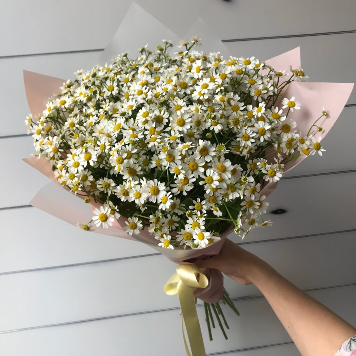 Танацетум Камилла