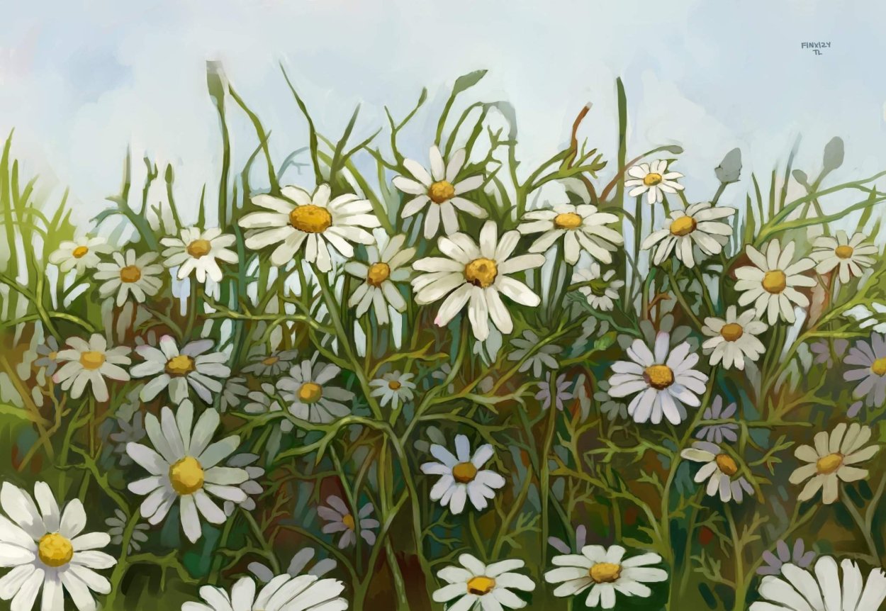 Танацетум Камилла