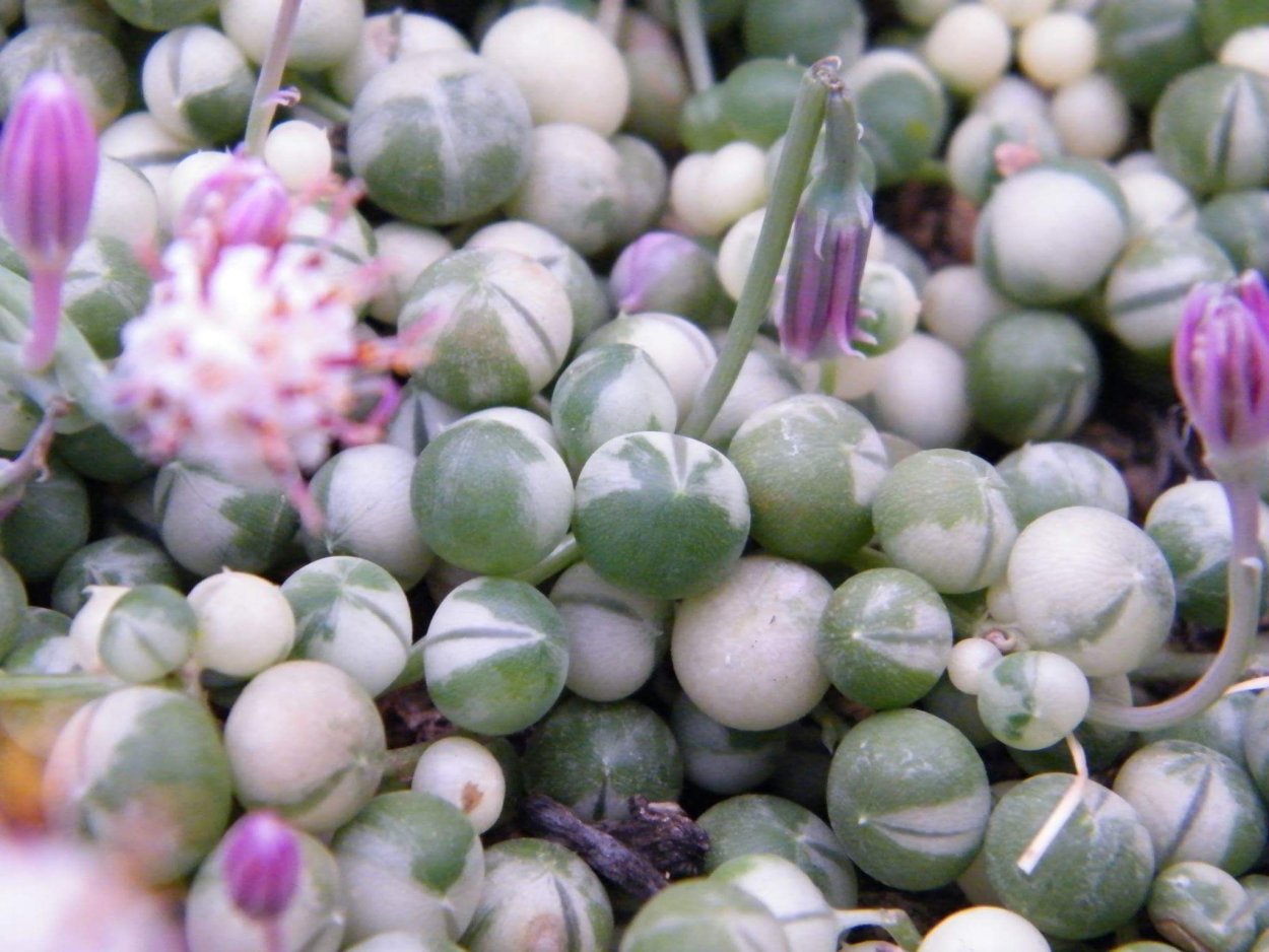 Крестовник Роули купить в Москве