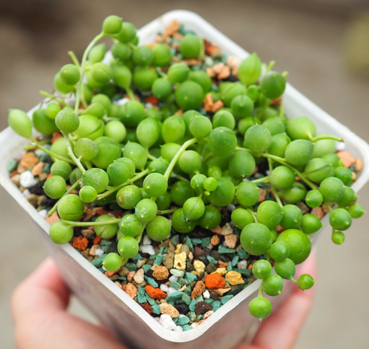 Крестовник Роули ЛИМОНОВИДНЫЙ