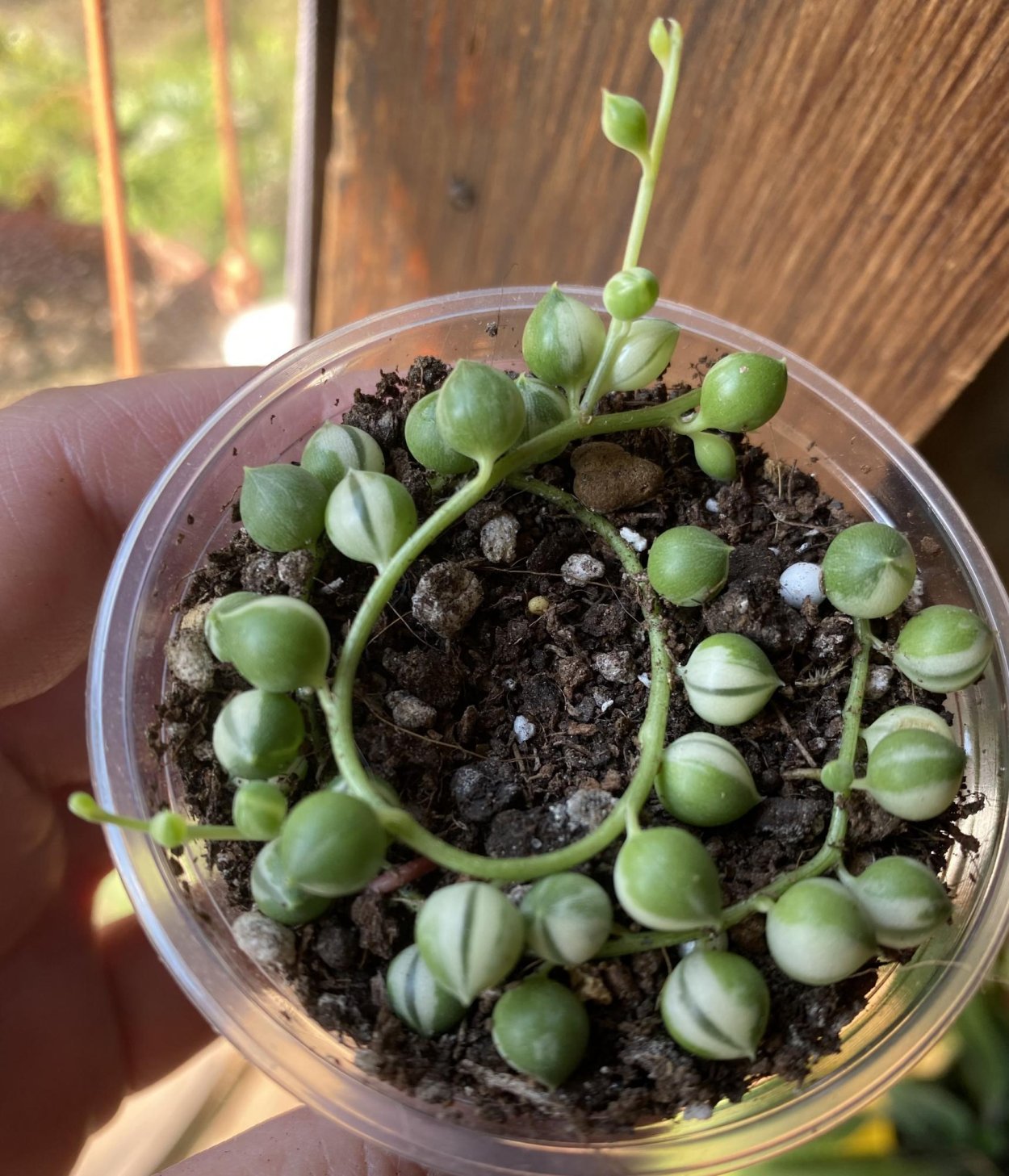 Крестовник (сенецио) Роули