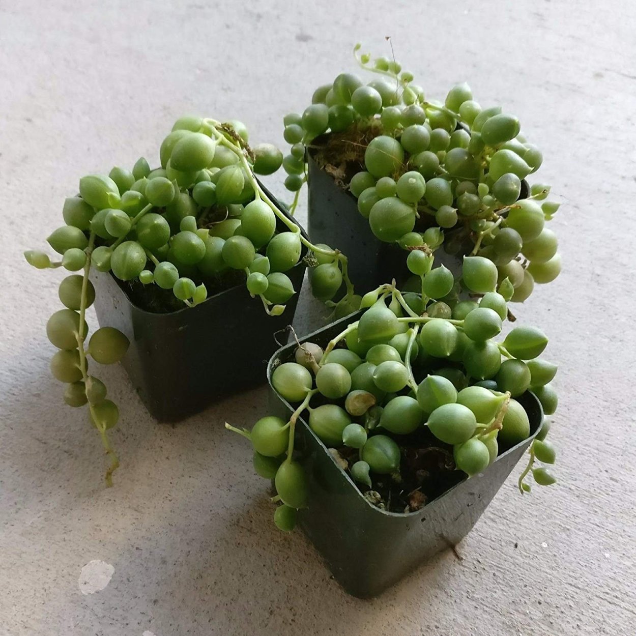 Крестовник Роули ЛИМОНОВИДНЫЙ