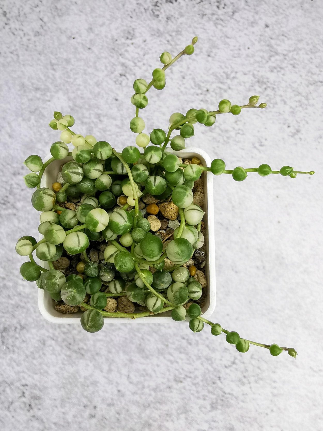 Крестовник Роули вариегатный