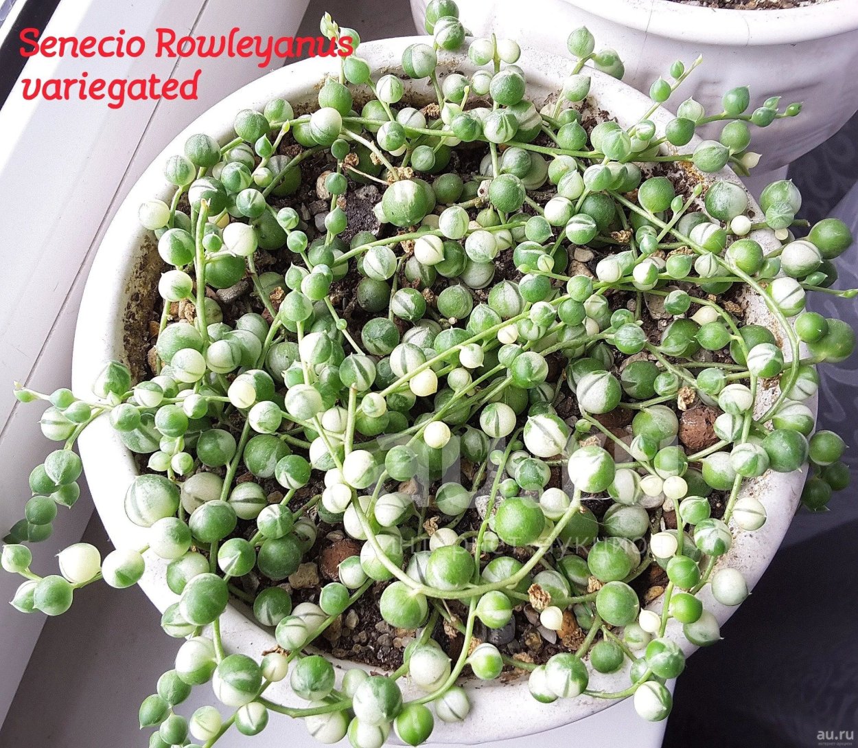 Крестовник Роули вариегатный