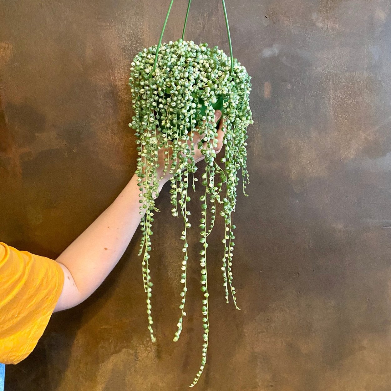 Крестовник Роули (жемчужные нити)