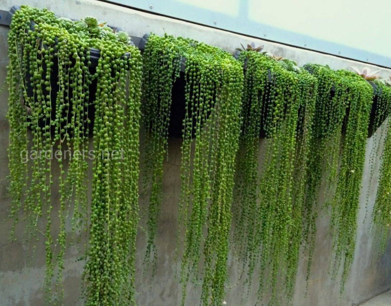 Крестовник Роули фото