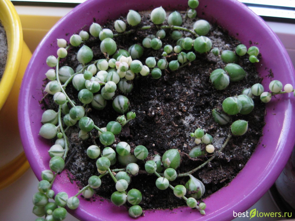 Крестовник сенецио