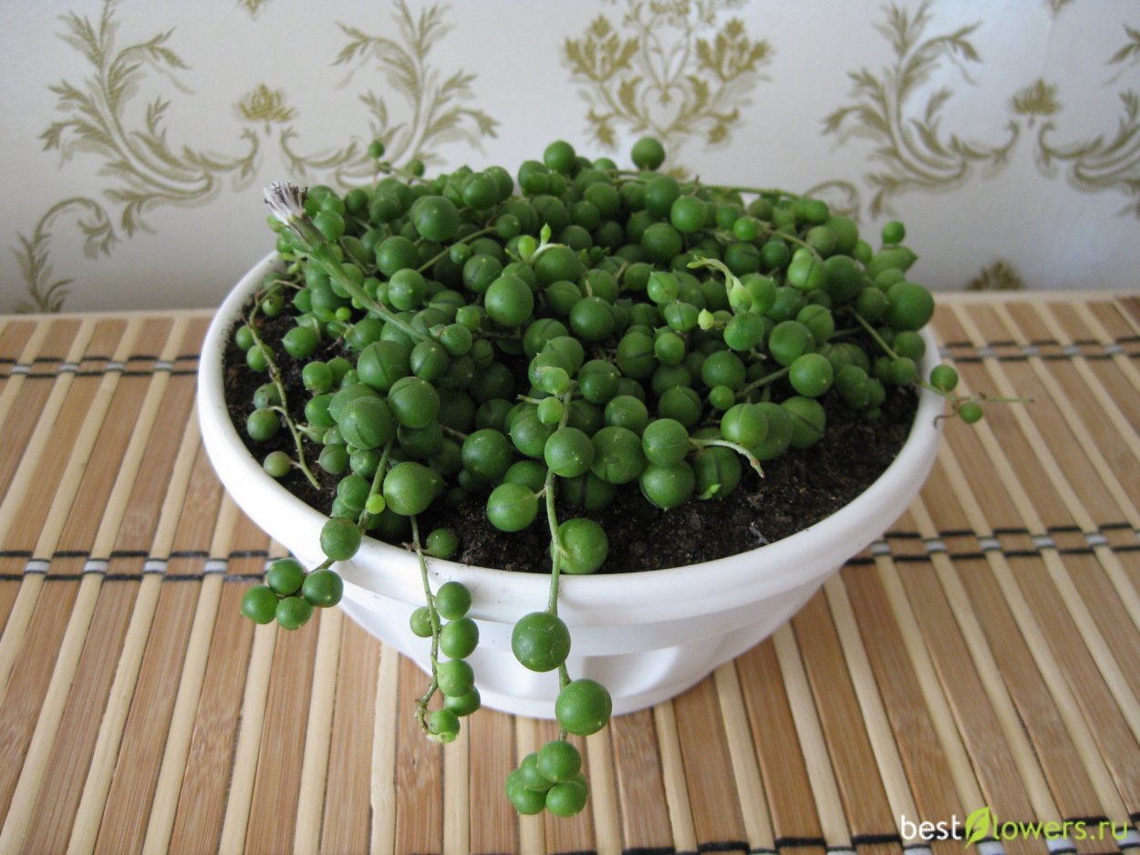 Сенецио ( крестовник) Роулеанус, с. Роули