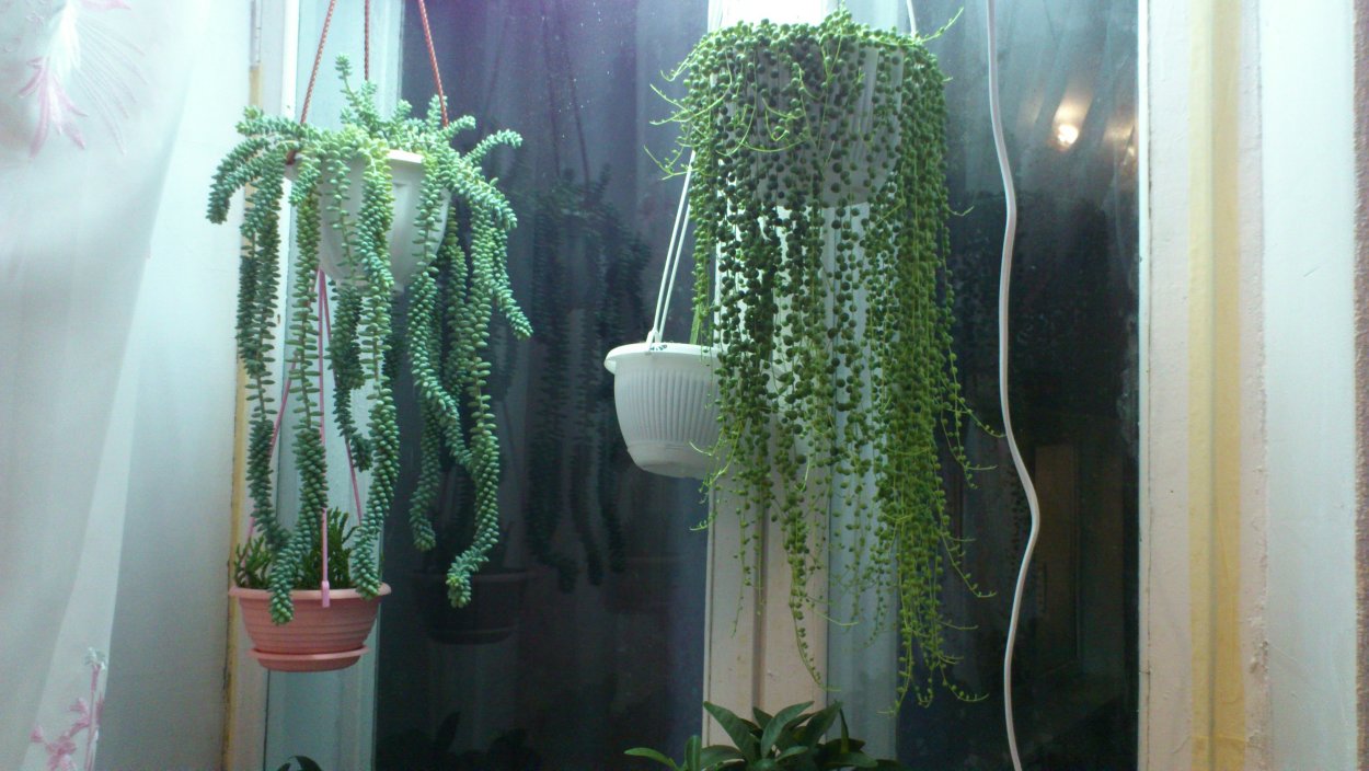 Крестовник Роули ЛИМОНОВИДНЫЙ