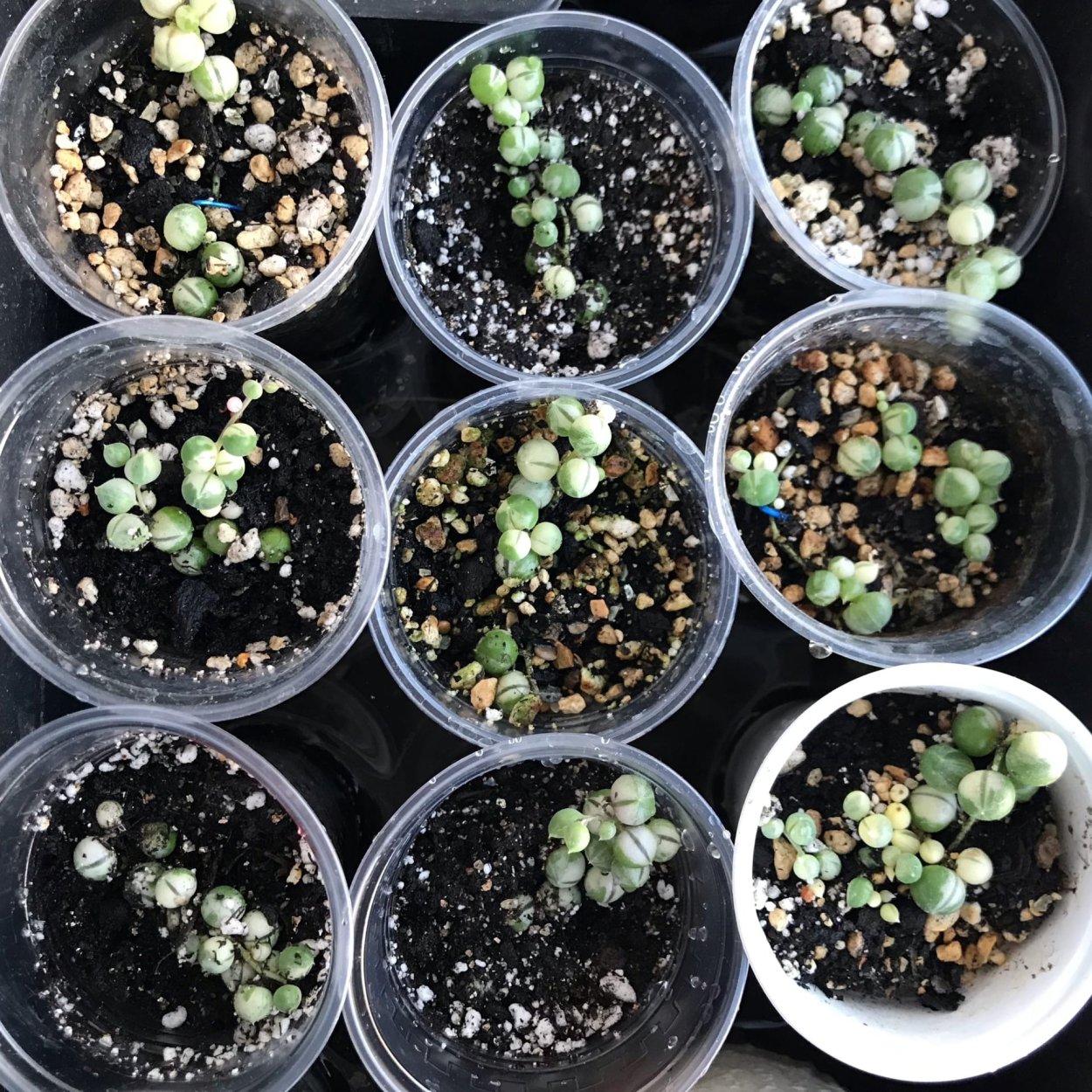 Крестовник Роули вариегатный ( "жемчужное ожерелье"