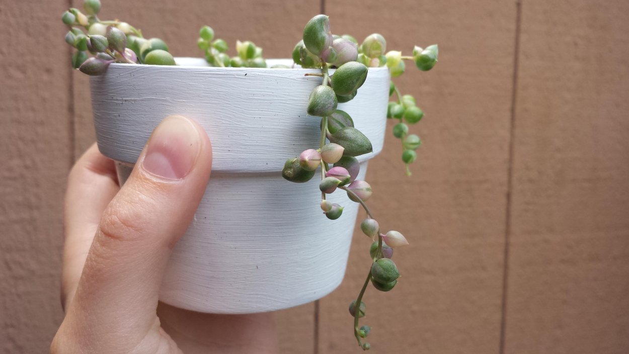 Сенецио Роули вариегатный