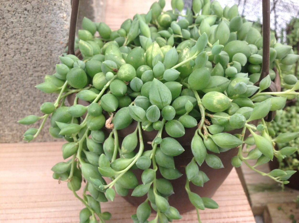 Крестовник Роули полив