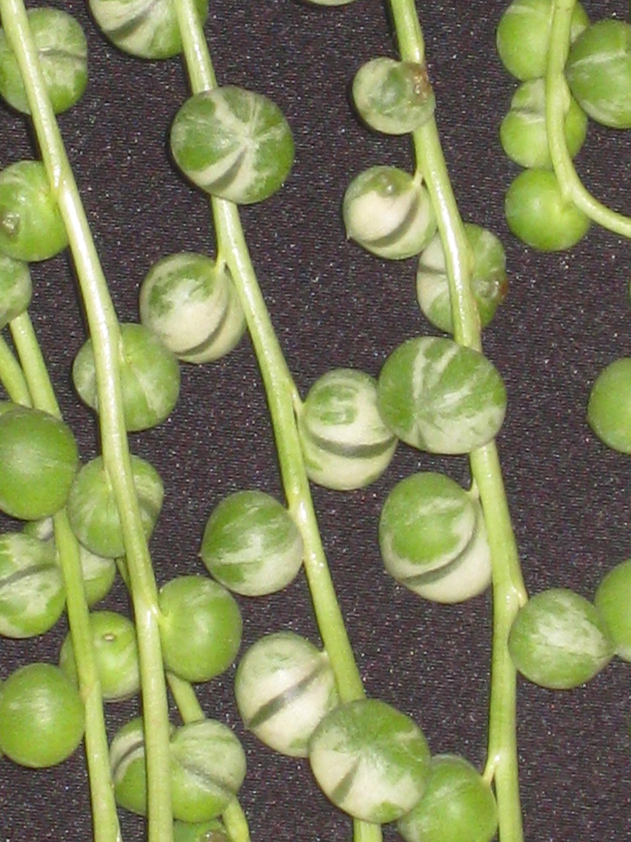 Сенецио Геррейна