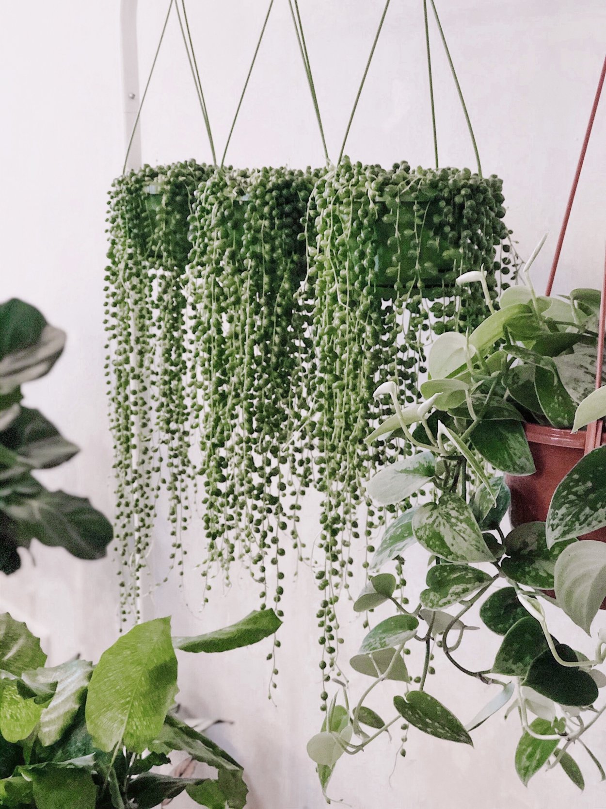 Крестовник (сенецио) Роули