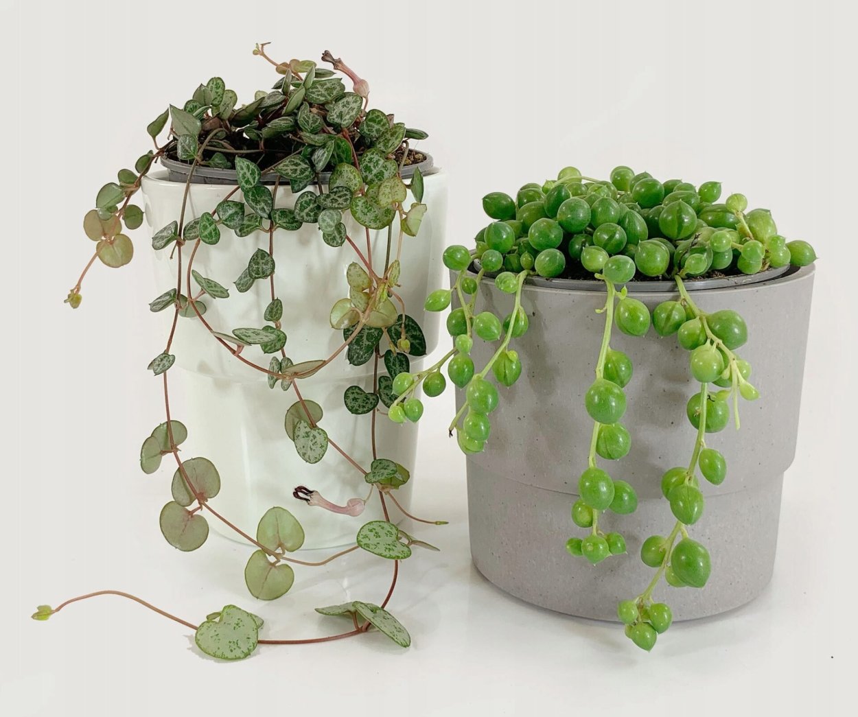 Паутинный клещ на крестовник Роули