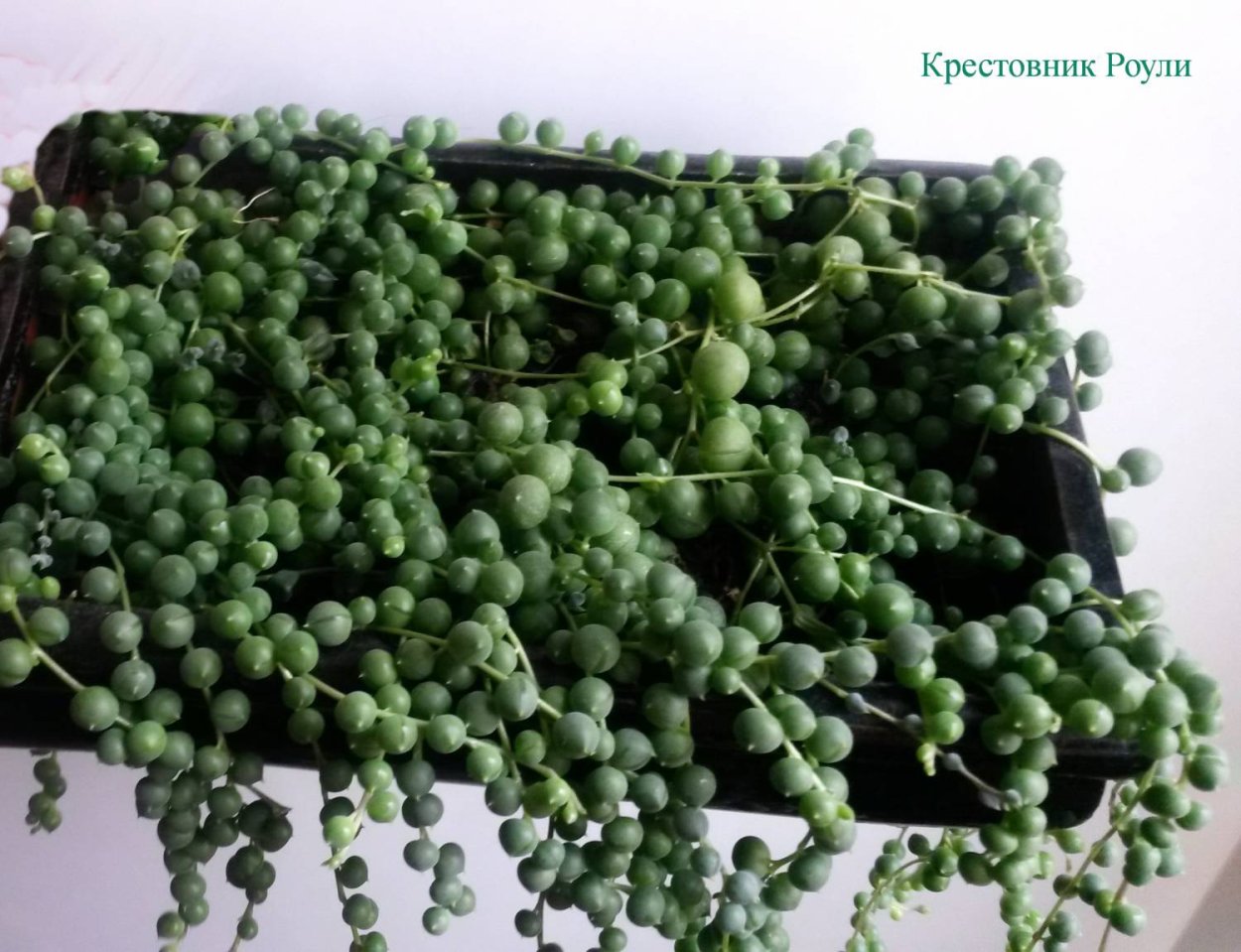 Крестовник Крассула