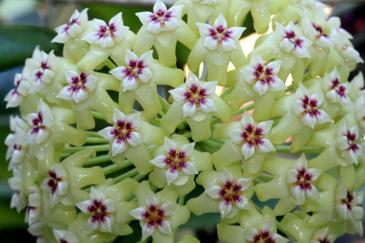 Хойя пентафлебия