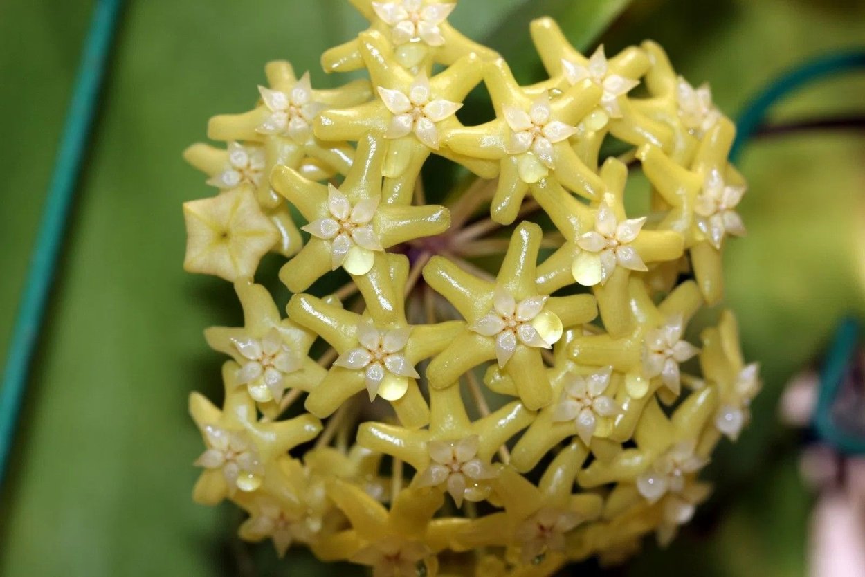 Хойя pubicalyx Black Dragon