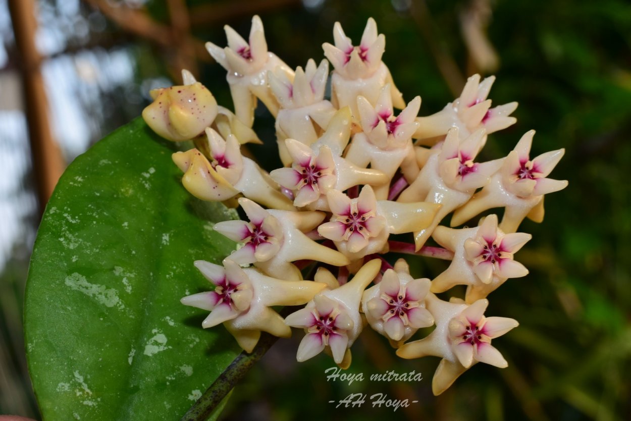 Хойя EPC 665 valmayoriana