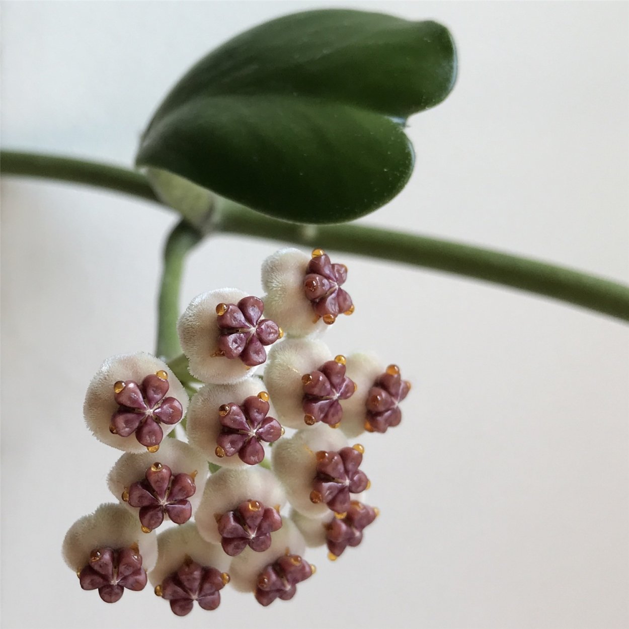 Хойя parasitica Lao