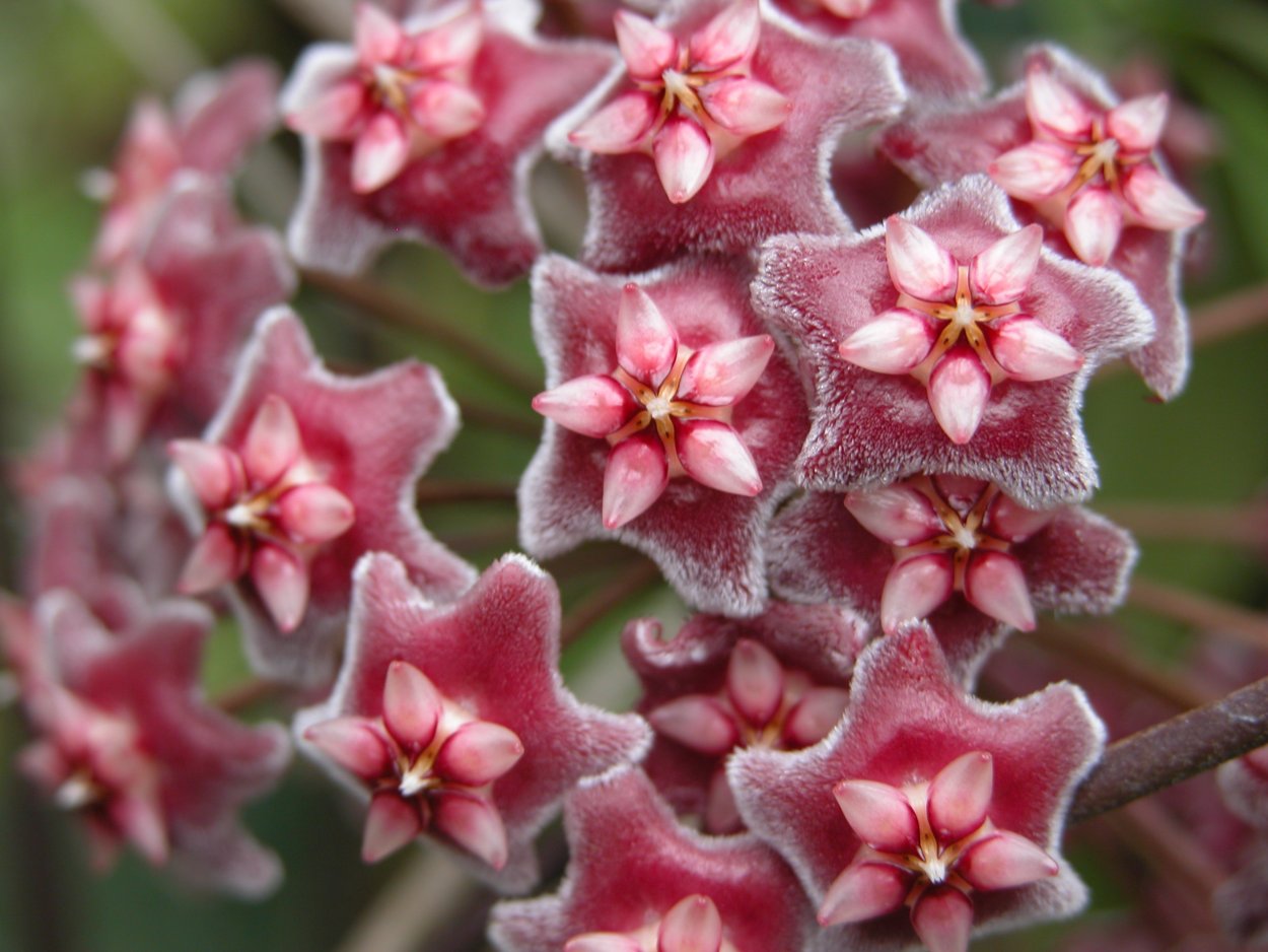 Хойя восковой плющ