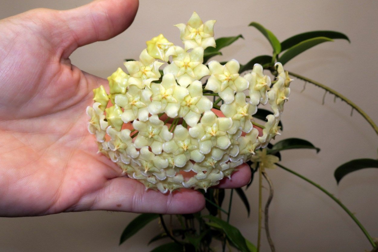 Хойя Карноза