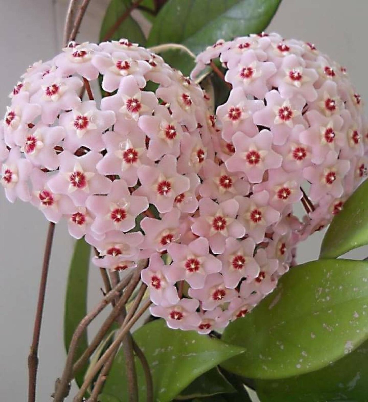 Хойя rotundiflora