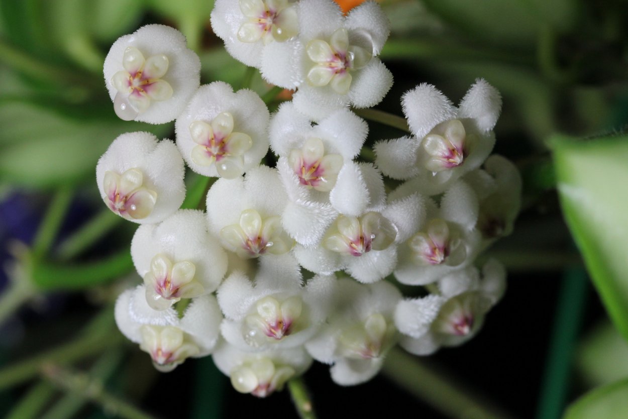 Хойя Керри Сильвер Сплеш