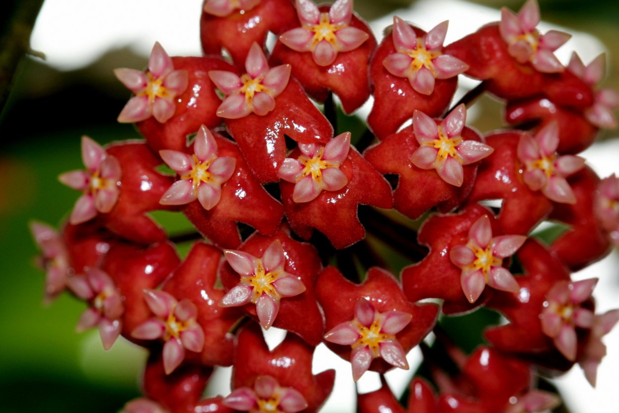 Hoya carnosa Chelsea