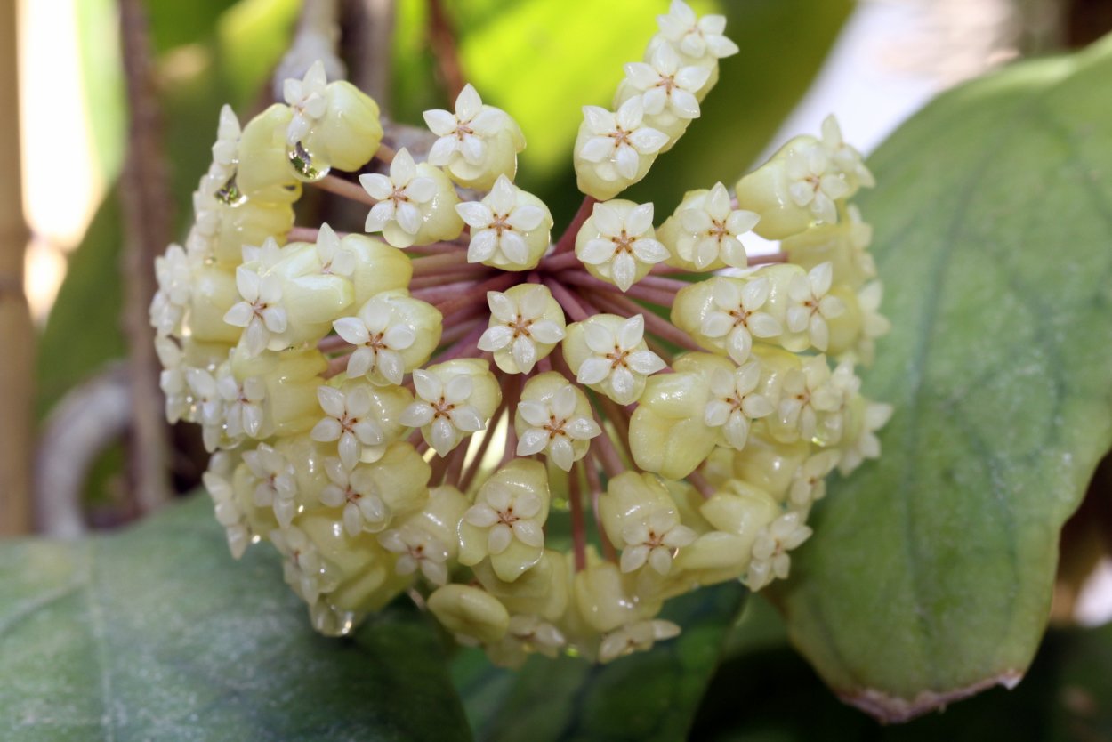 Хойя Керри цветение