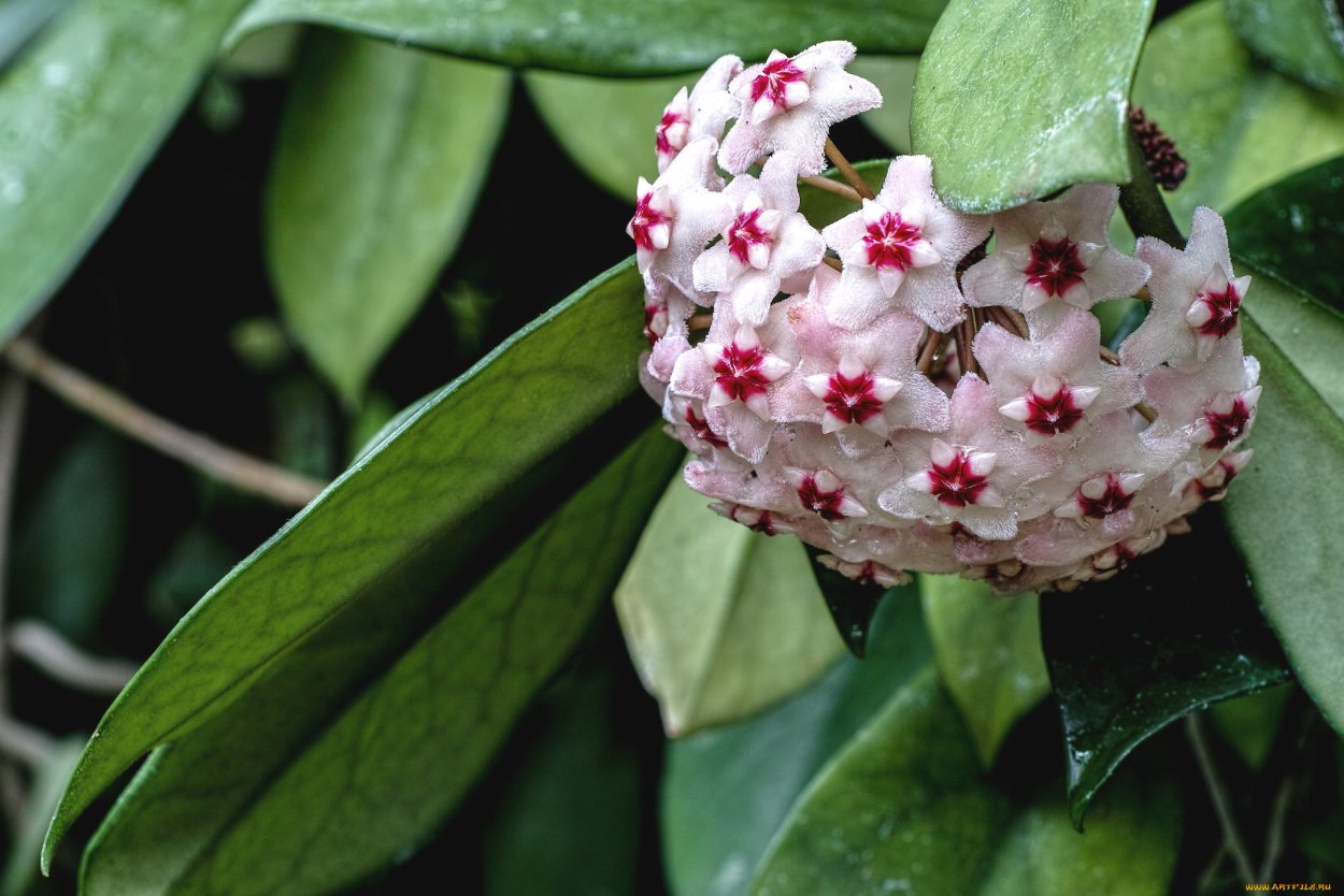 Хойя, Хойя (Hoya),