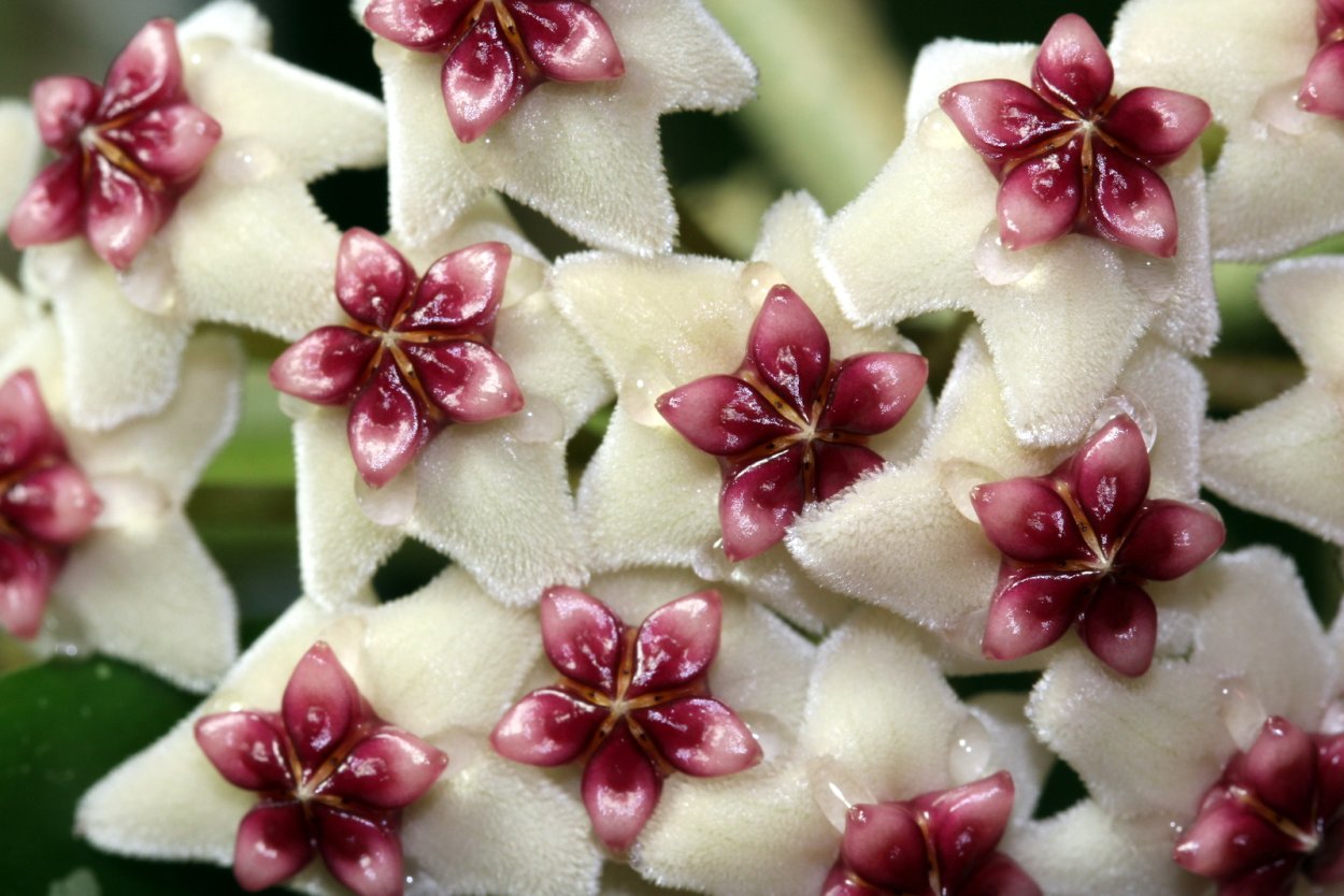 Хойя алдричи