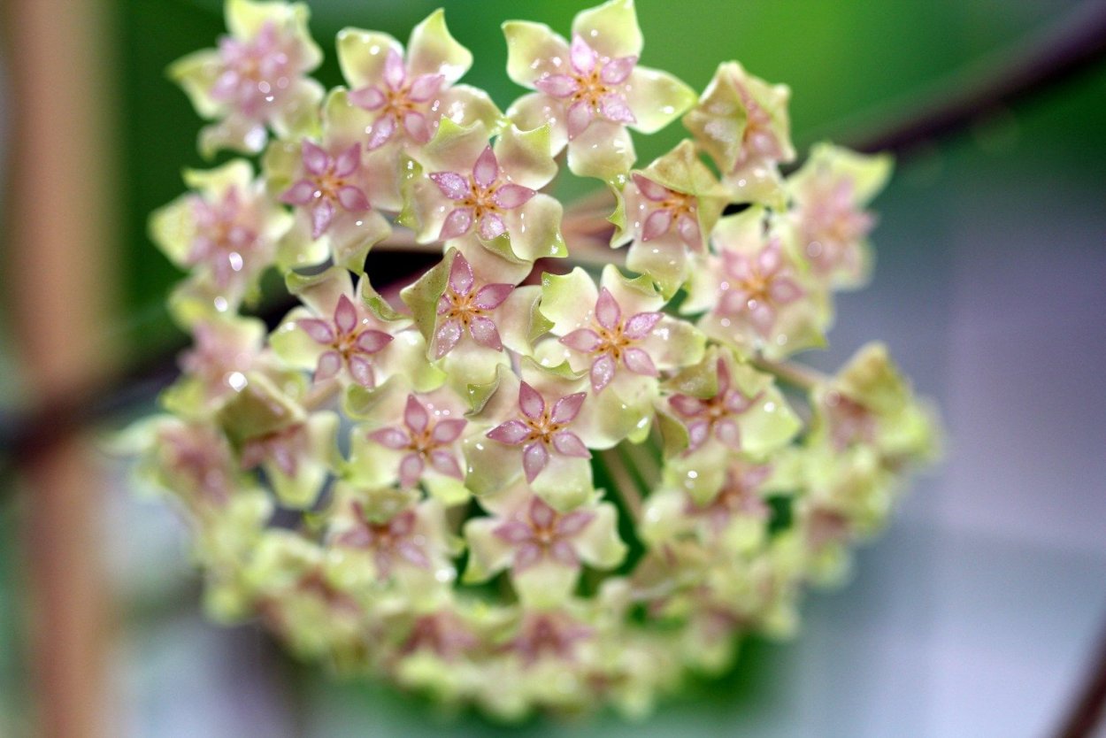 Хойя выберджи