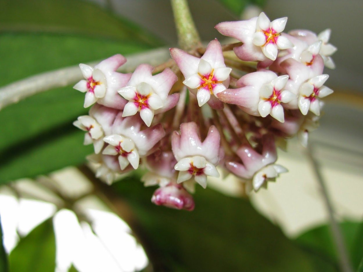 Хойя pubicalyx Red button