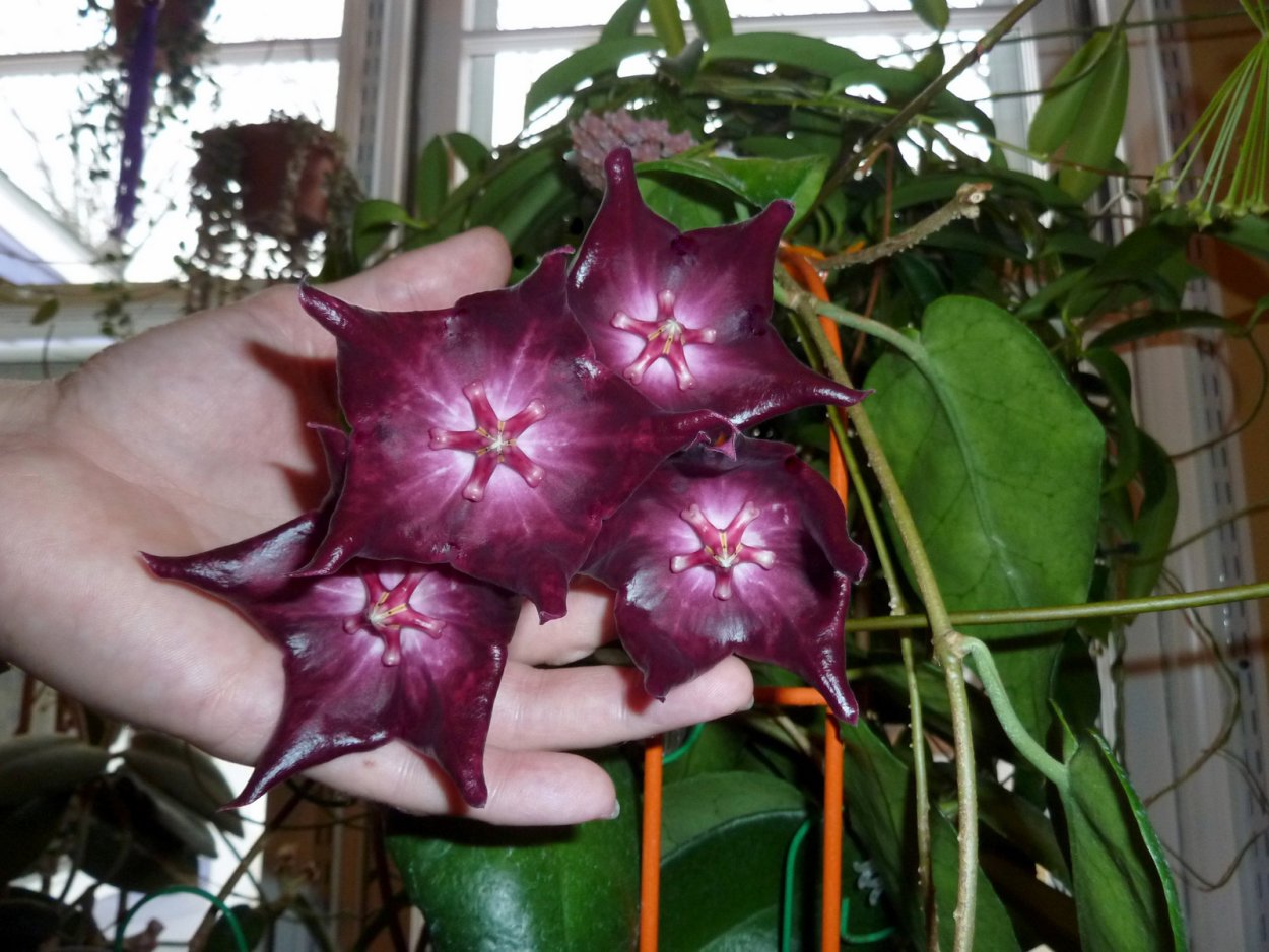 Hoya benchaii sbh35